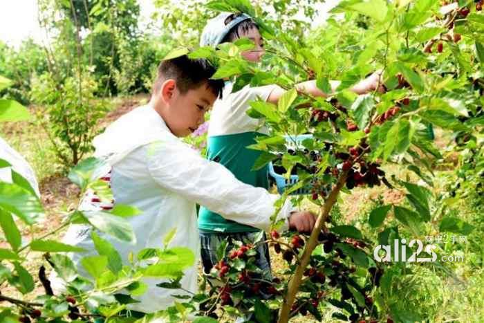 
苏州三六六社会实践青少年研学之旅探索桑蚕文化传承丝绸文明
