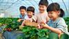 自然课堂,趣味实践:苏州三六六青少年草莓采摘研学营招募中!